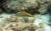 White Grunt Juvenile