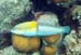 Yellowhead Wrasse