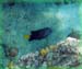 Yellowtail Damselfish b
