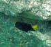 Yellowtail Damselfish c