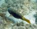 Yellowtail Parrotfish b