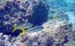 Yellowtail Snapper