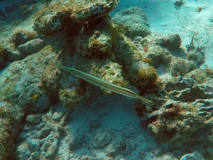 Trumpet Fish