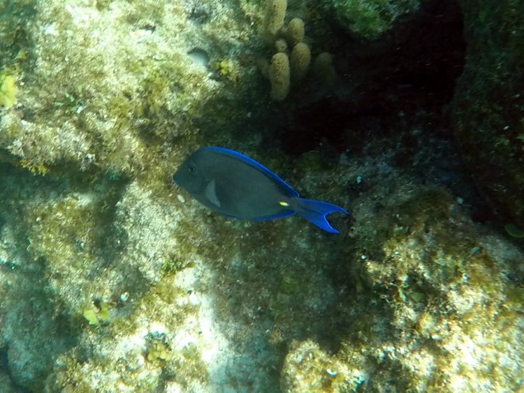 Blue Tang