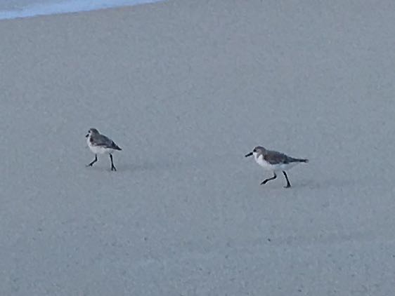 Wilson's Plover