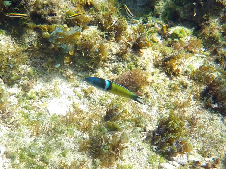 Bluehead Wrasse