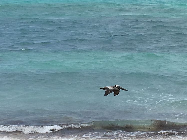 Brown Pelican