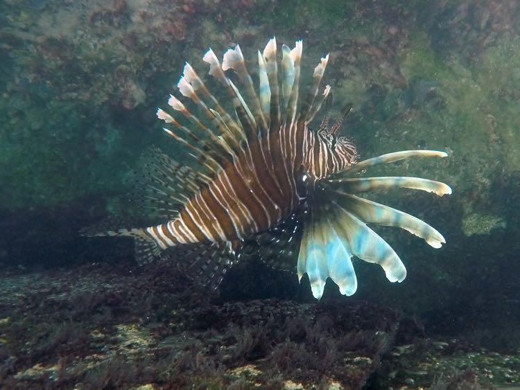 Lionfish