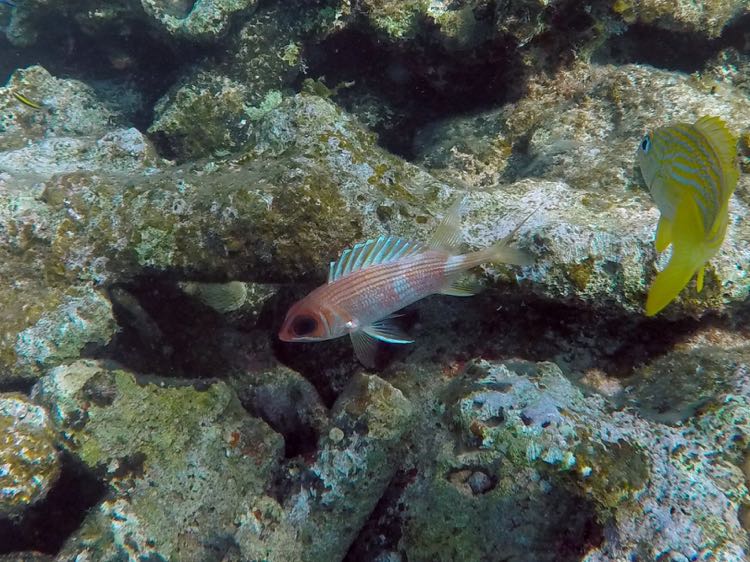 Longspine Squirrelfish