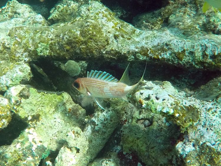 Longspine Squirrelfish