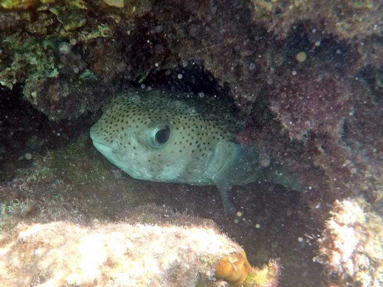 Porcupinefish