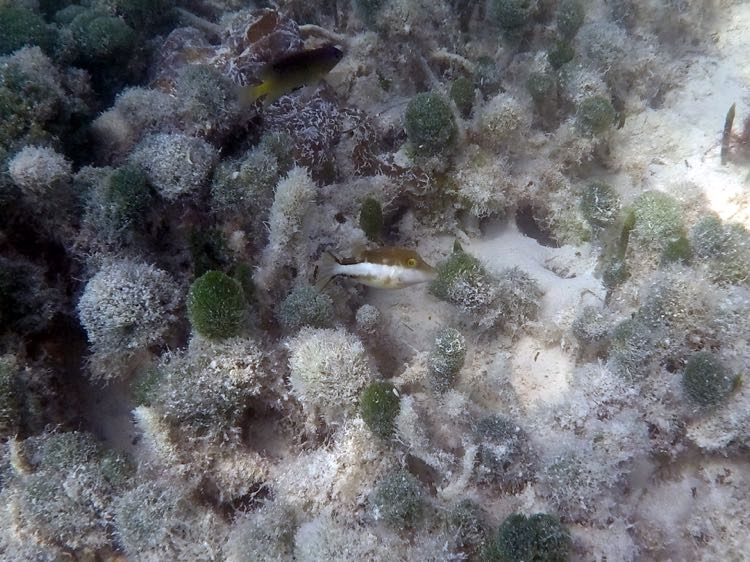 Sharpnose Puffer