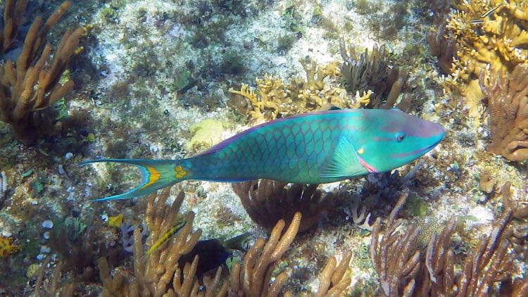 Stoplight Parrotfish