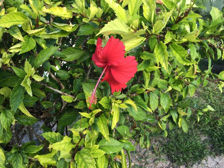 Hibiscus